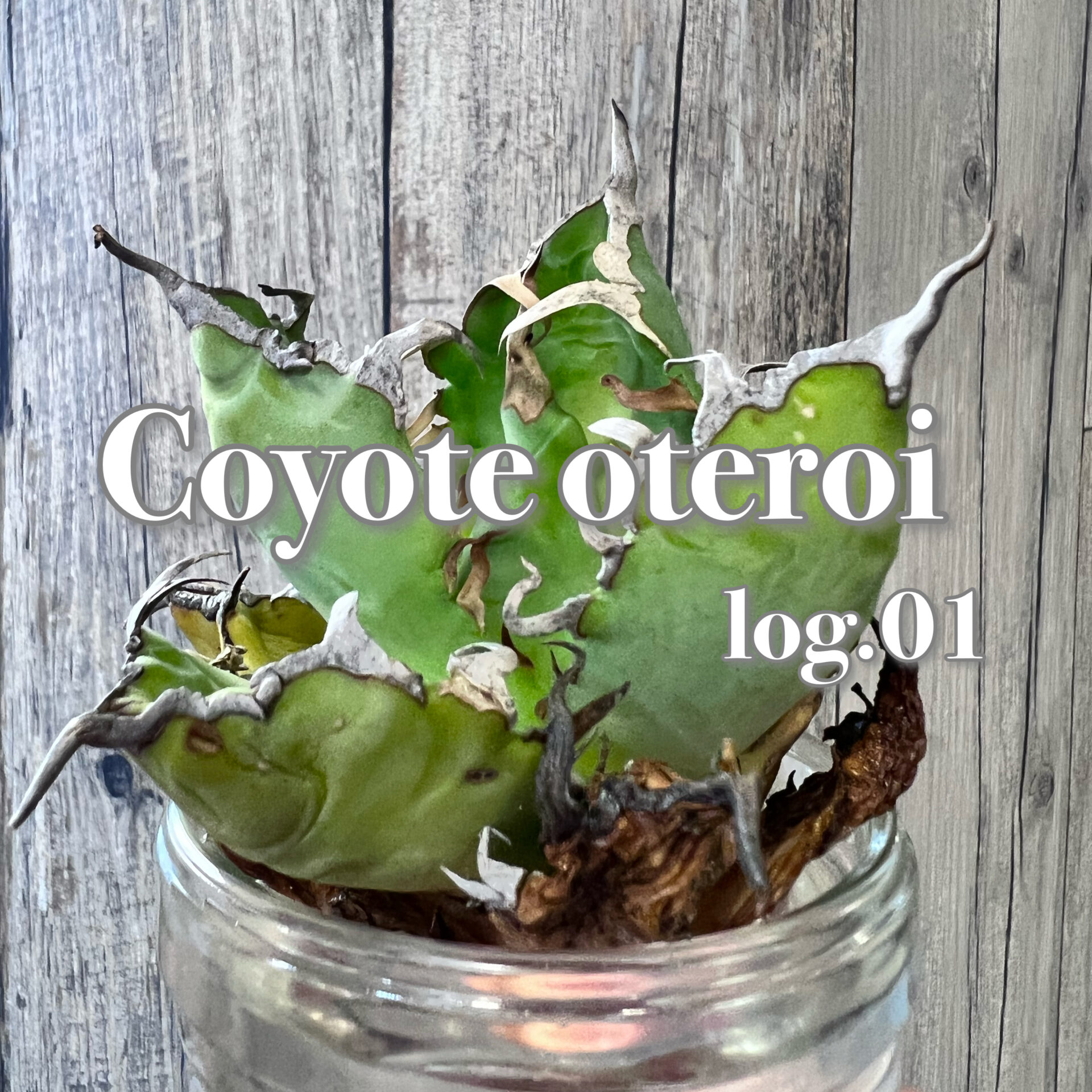 log.01 / コヨーテオテロイ / coyote oteroi | BEAT GARDEN 〜Agave 