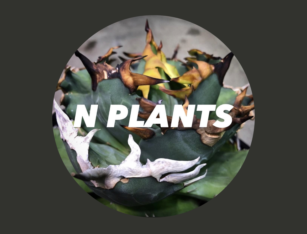 N plants correction／N plants 管理株まとめ | BEAT GARDEN 〜Agave 